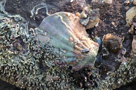  Queen Scallop: Den Medeltida Havsfågel Med En Skenbart Oförmåga Att Simma!