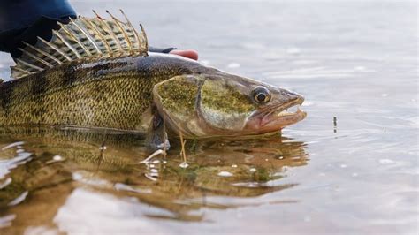  Walleye: En fisk med ett unikt synfel som gör den till en mästare på nattfisket!