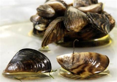 Yellow Mussel! Discovering The Wonders Of This Unassuming Bivalve That Thrives In Brackish Waters