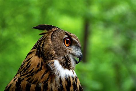  Eurasian Eagle-Owl! Its Sharp Gaze Pierces Through Darkness While Its Mighty Wings Soar Above Dense Forests