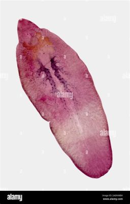  Giant Liver Fluke: This Parasite Thriving Inside Mammalian Hosts Can Cause Significant Livestock Losses!