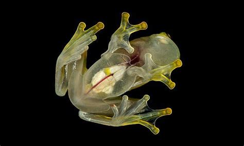  Glass Frogs: These Vibrant Amphibians With Transparent Skin Are Truly Masters Of Camouflage!