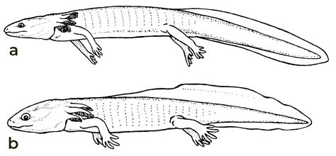  Larval Salamander: En livfull fröjd för ögat som kryper mellan stenar och löv!