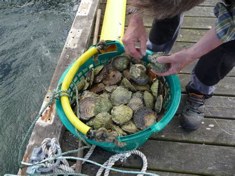  Ostertåg! En österländsk ostronart som lever i symbios med små krabbor