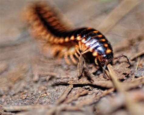  Spanskt Spiralmask: Ett Småkryp Med Flertal Ben Och En Glädje För Entomologinärtare