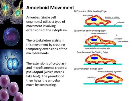  Unsurprisingly Elegant: A Deep Dive Into the World of Amoeboid Movement and the Ubiquitous Uroleptus!