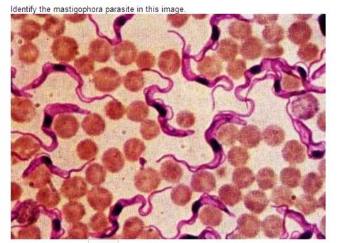   Xenosporium: En mystisk mastigofor med en smak för parasiter!