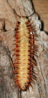  Yellow-Headed Millipede: Can You Believe These Tiny Armored Creatures Have More Legs Than an Ant Colony?!