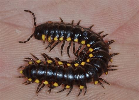  Yellow-Spotted Millipede! A Masterpiece of Nature's Tiny Engineering