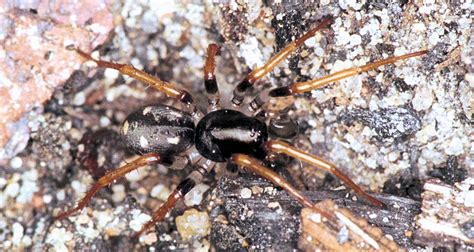  Zodariidae – En liten spindel med ett stort gömställe!